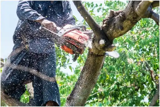 tree services Alcester